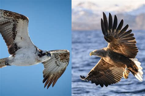 plural of osprey|difference between osprey and hawk.